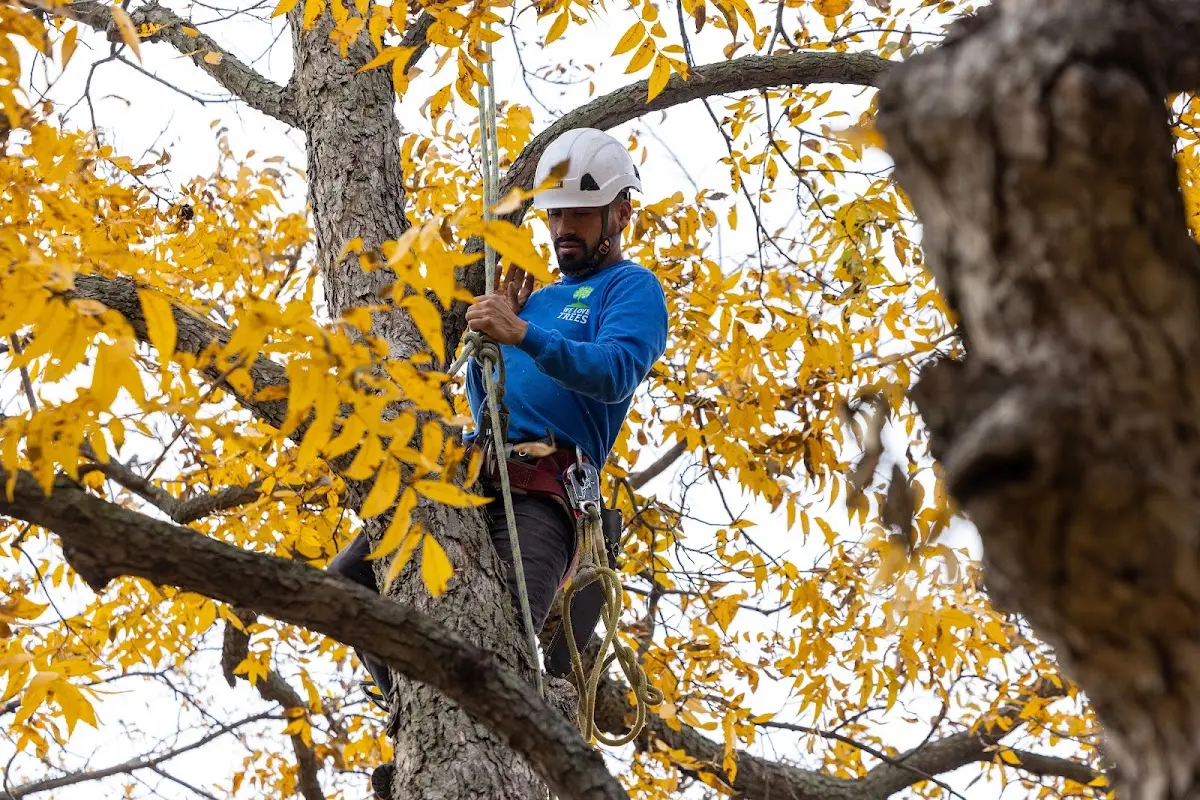 Skilled Tree Planting crew working in Selma